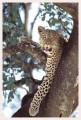 Thumbs/tn_leoparden033.jpg