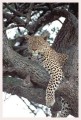 Thumbs/tn_leoparden034.jpg