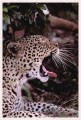 Thumbs/tn_leoparden035.jpg