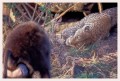 Thumbs/tn_leoparden040.jpg