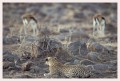 Thumbs/tn_leoparden042.jpg