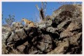 Thumbs/tn_leoparden045.jpg