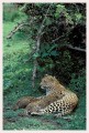 Thumbs/tn_leoparden050.jpg