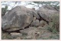 Thumbs/tn_leoparden053.jpg