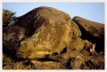Thumbs/tn_leoparden055.jpg
