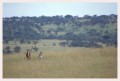 Thumbs/tn_leoparden056.jpg