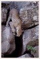 Thumbs/tn_leoparden057.jpg