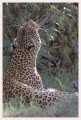 Thumbs/tn_leoparden058.jpg