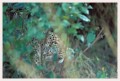 Thumbs/tn_leoparden059.jpg