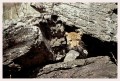 Thumbs/tn_leoparden061.jpg