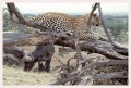 Thumbs/tn_leoparden064.jpg