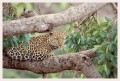 Thumbs/tn_leoparden073.jpg