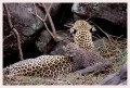 Thumbs/tn_leoparden076.jpg