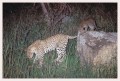 Thumbs/tn_leoparden077.jpg