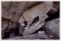 Thumbs/tn_leoparden078.jpg