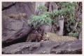 Thumbs/tn_leoparden079.jpg