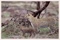 Thumbs/tn_leoparden080.jpg