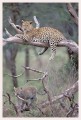 Thumbs/tn_leoparden082.jpg
