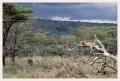 Thumbs/tn_leoparden084.jpg