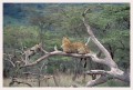 Thumbs/tn_leoparden085.jpg