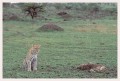 Thumbs/tn_leoparden088.jpg