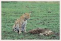 Thumbs/tn_leoparden090.jpg