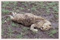 Thumbs/tn_leoparden091.jpg