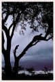 Thumbs/tn_leoparden093.jpg