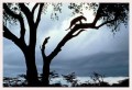 Thumbs/tn_leoparden095.jpg
