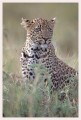 Thumbs/tn_leoparden097.jpg