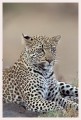 Thumbs/tn_leoparden098.jpg