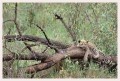 Thumbs/tn_leoparden102.jpg