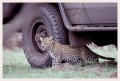 Thumbs/tn_leoparden104.jpg