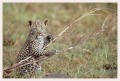 Thumbs/tn_leoparden105.jpg