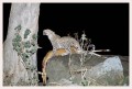 Thumbs/tn_leoparden107.jpg