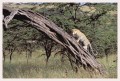 Thumbs/tn_leoparden108.jpg
