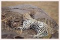 Thumbs/tn_leoparden110.jpg