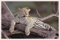 Thumbs/tn_leoparden111.jpg