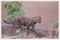 Thumbs/tn_leoparden114.jpg