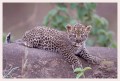 Thumbs/tn_leoparden115.jpg