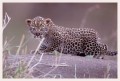 Thumbs/tn_leoparden116.jpg