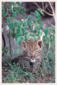 Thumbs/tn_leoparden119.jpg