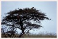 Thumbs/tn_leoparden121.jpg