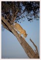 Thumbs/tn_leoparden124.jpg
