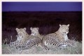 Thumbs/tn_leoparden126.jpg