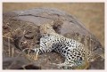 Thumbs/tn_leoparden127.jpg