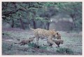 Thumbs/tn_leoparden128.jpg
