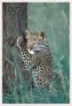 Thumbs/tn_leoparden132.jpg