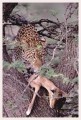 Thumbs/tn_leoparden136.jpg
