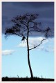 Thumbs/tn_leoparden141.jpg